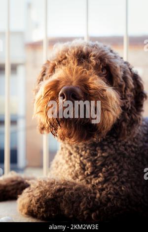 Spanischer Wasserhund ruht friedlich auf seinem Balkon während der goldenen Stunde Stockfoto