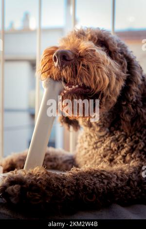 Spanischer Wasserhund ruht friedlich auf seinem Balkon während der goldenen Stunde Stockfoto