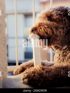 Spanischer Wasserhund ruht friedlich auf seinem Balkon während der goldenen Stunde Stockfoto