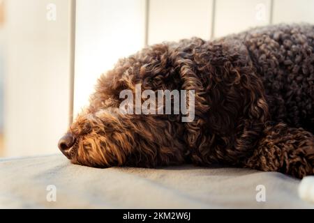 Spanischer Wasserhund ruht friedlich auf seinem Balkon während der goldenen Stunde Stockfoto