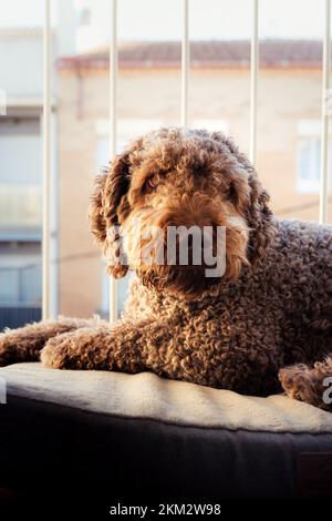 Spanischer Wasserhund ruht friedlich auf seinem Balkon während der goldenen Stunde Stockfoto