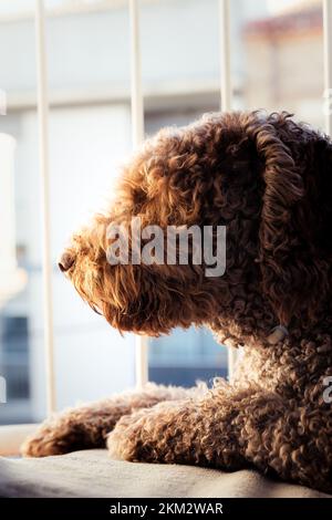 Spanischer Wasserhund ruht friedlich auf seinem Balkon während der goldenen Stunde Stockfoto