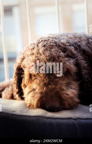 Spanischer Wasserhund ruht friedlich auf seinem Balkon während der goldenen Stunde Stockfoto