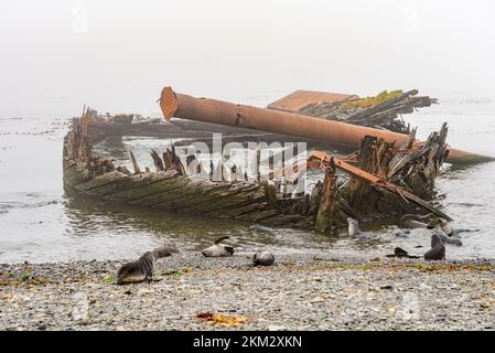 Wracks alter Walfangboote in Grytviken, Südgeorgien, im Nebel Stockfoto