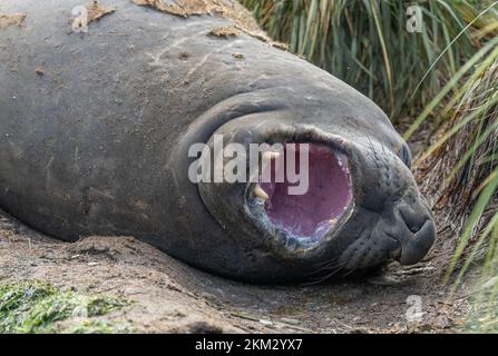 Südgeorgien - wo Königspinguine und Elefantenrobben gute Nacht sagen - südliche Elefantenrobbe (Mirounga Leponin) liegt mit offenem Mund im Sand Stockfoto