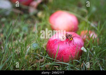 Gelbe Hornisse hoch oben auf einem roten Apfel inmitten des Grases - Vespa crabro szerszeń - großes Insekt Stockfoto