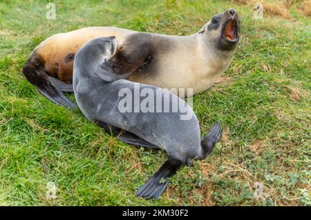 Weibliche antarktische Seehunde, die in ihrem natürlichen Lebensraum im grünen Lockengras auf der Insel Südgeorgien liegt und ihr Baby saugt Stockfoto