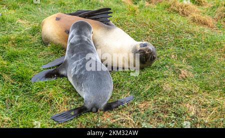 Weibliche antarktische Seehunde, die in ihrem natürlichen Lebensraum im grünen Lockengras auf der Insel Südgeorgien liegt und ihr Baby saugt Stockfoto