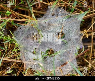 Ein gruseliges Spinnennetz mit frühmorgendlichem Tau. Stockfoto
