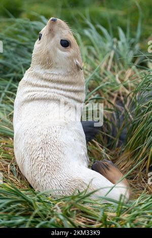 Seltenes, blondes Seehundbaby der Antarktis (Arctocephalus gazella) in Südgeorgien, wo über 95 % der weltweiten Seehundpopulation der Antarktis hier leben Stockfoto