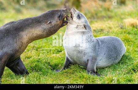 2 junge süße antarktische Seehunde antarktische Seehundbabys (Arctocephalus gazella), die in Südgeorgien in ihrer natürlichen Umgebung zusammen spielen Stockfoto