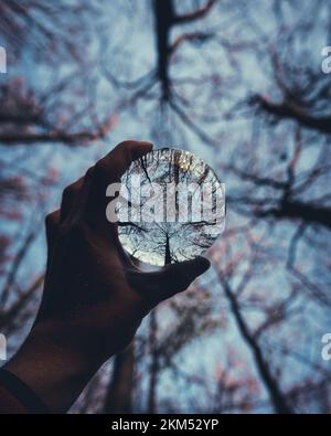 Ein vertikales Bild einer Hand, die eine Linse im Wald hält Stockfoto