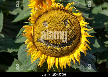 Gelb blühende Sonnenblumen im Sommer, landwirtschaftliche Tätigkeiten zum Anbau von Sonnenblumenpflanzen Stockfoto