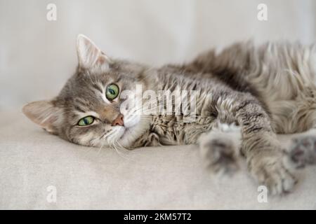 14 Jahre Hauskatze lag auf einer Couch Stockfoto