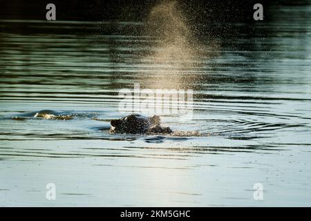 Nilpferd unter Wasser. Nilpferd bläst Nebel. Nilpferd unter Wasser. Hwange-Nationalpark, Simbabwe, Afrika Stockfoto