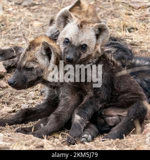 Die Hyenajunge im Kruger-Nationalpark sehen sehr süß aus Stockfoto