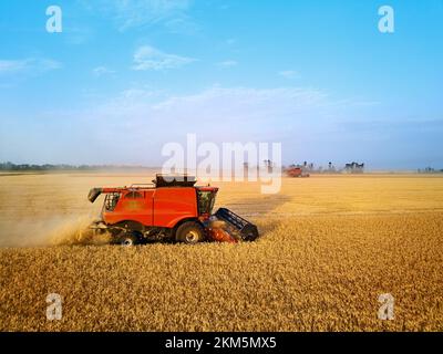 Luftdrohnenfoto eines roten Erntemaschers, der bei Sonnenuntergang im Weizenfeld arbeitet. Fahrer der Erntemaschine schneidet Erntegut auf Ackerland. Ökologischer Landbau Stockfoto