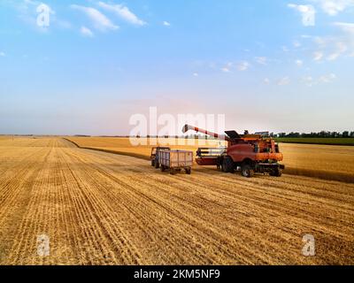 Antenne des überladenen Korns vom Mähdrescher zum Kornkastenanhänger auf dem Feld des Traktors. Erntemaschinenlautsprecher, der geernteten Weizen in einen Kastenaufbau gießt Stockfoto