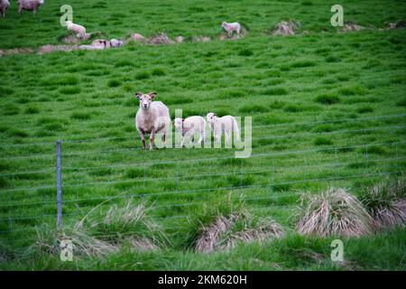 Eine Mutterschafe mit zwei Schafbabys auf einer grünen Wiese Stockfoto