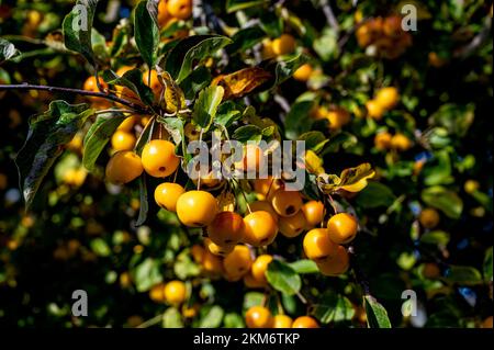 Malus Butterball, Krabben Apfel Butterball, Rosaceae. Gelbe Früchte in der Herbstsonne. Stockfoto