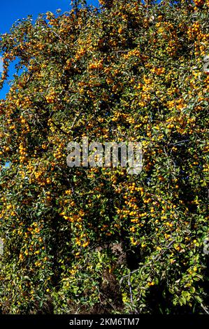 Malus Butterball, Krabben Apfel Butterball, Rosaceae. Gelbe Früchte in der Herbstsonne. Stockfoto