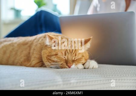 Schlafende Ingwerkatze zu Hause auf dem Bett, Frau benutzt Laptop im Hintergrund Stockfoto