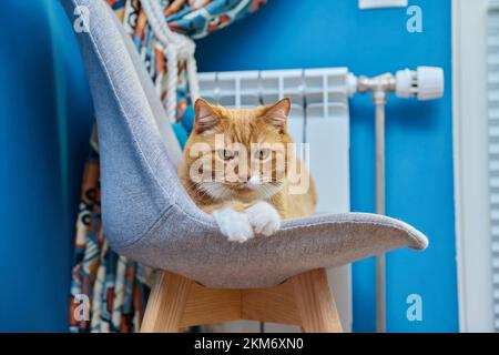 Große rote lustige Katze warm halten im Herbst Winter kalte Jahreszeit in der Nähe Heizung Heizkörper Stockfoto