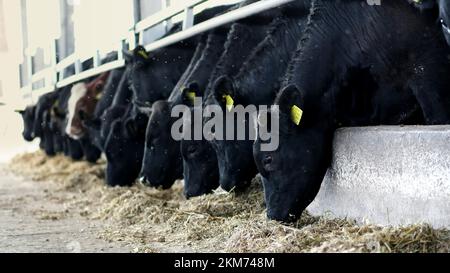 Landwirtschaftlicher Viehzuchtbetrieb oder -Ranch. Ein großer Kuhstall, eine Scheune. Eine Reihe Kühe, große schwarze reinrassige, Zuchtbullen fressen Heu. Hochwertiges Foto Stockfoto