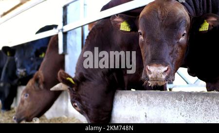 Landwirtschaftlicher Viehzuchtbetrieb oder -Ranch. Ein großer Kuhstall, eine Scheune. Eine Reihe Kühe, große schwarze und braune reinrassige, Zuchtbullen fressen Heu. Hochwertiges Foto Stockfoto