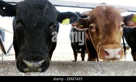 Landwirtschaftlicher Viehzuchtbetrieb oder -Ranch. Ein großer Kuhstall, eine Scheune. Eine Reihe Kühe, große schwarze und braune reinrassige, Zuchtbullen fressen Heu. Hochwertiges Foto Stockfoto