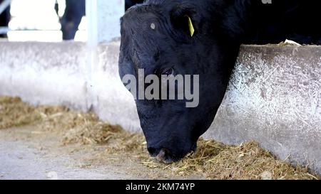 Nahaufnahme. Junger Bulle kaut Heu. Fliegen fliegen herum. Eine Reihe Kühe, große schwarze reinrassige, Zuchtbullen fressen Heu. Landwirtschaftlicher Viehzuchtbetrieb oder -Ranch. Ein großer Kuhstall, eine Scheune. Hochwertiges Foto Stockfoto