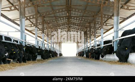 Landwirtschaftlicher Viehzuchtbetrieb oder -Ranch. Ein großer Kuhstall, eine Scheune. Reihen von Kühen, große schwarze reinrassige, Zuchtbullen fressen Heu. Stockfoto