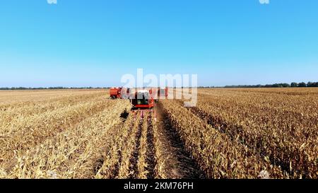 Draufsicht. Große rote Mähdrescher-Maschinen, die im Frühherbst Maisfelder ernten. Traktoren filtern frische Maiskolben aus den Blättern und Stängeln. Landwirtschaft Aus Der Luft. Hochwertiges Foto Stockfoto