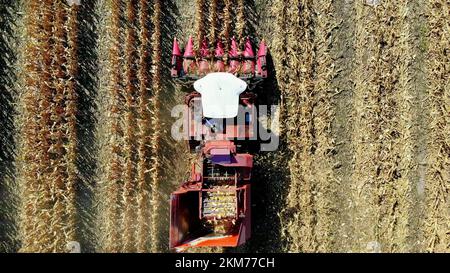Draufsicht. Mähdrescher erntet Maisfeld im Frühherbst. Großer roter Traktor filtert frische Maiskolben aus den Blättern und Stängeln. Landwirtschaft Aus Der Luft. Hochwertiges Foto Stockfoto
