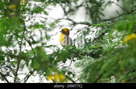 Asian Baya Weaver - der Baya Weaver (Ploceus philippinus) ist ein Weber, der auf dem indischen Subkontinent und Südostasien zu finden ist. Schwärme dieser bir Stockfoto