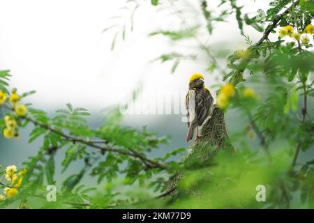 Asian Baya Weaver - der Baya Weaver (Ploceus philippinus) ist ein Weber, der auf dem indischen Subkontinent und Südostasien zu finden ist. Schwärme dieser bir Stockfoto