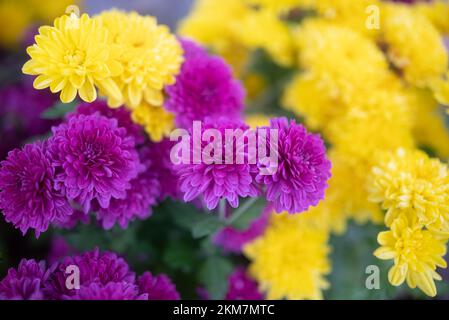 Lila und gelbe Blüten, Nahaufnahme. Ein Haufen Mütter oder Natalias Chrysanthemum Stockfoto