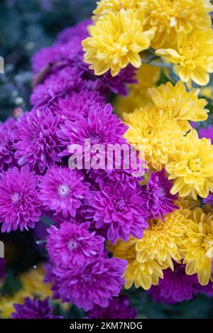 Lila und gelbe Blüten, Nahaufnahme. Ein Haufen Mütter oder Natalias Chrysanthemum Stockfoto