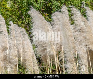 Nahaufnahme von Pampas Grass (Cortaderia selloana), einer invasiven Pflanzenart in Los Angeles, Kalifornien. Stockfoto