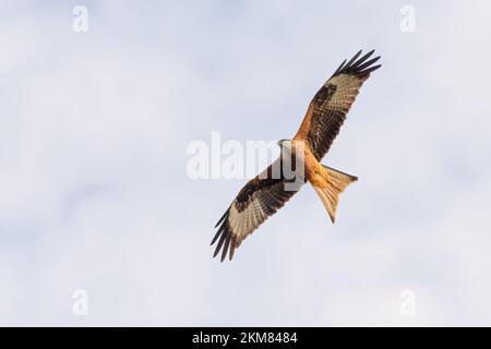 Roter Drachen (Milvus milvus) über die Landschaft von Norfolk, Großbritannien. Wunderschöner britischer Raubvogel. Stockfoto