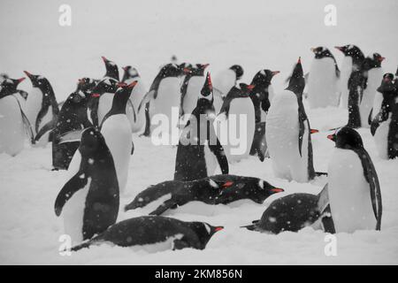 Nahaufnahme einer Gruppe von Gentoo-Pinguinen im Hafen von Neko, antarktische Halbinsel. Schnee fiel und ein paar Pinguine riefen ihren Kumpel an. Stockfoto
