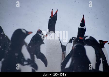 Nahaufnahme einer Gruppe von Gentoo-Pinguinen im Hafen von Neko, antarktische Halbinsel. Schnee fiel und ein paar Pinguine riefen ihren Kumpel an. Stockfoto