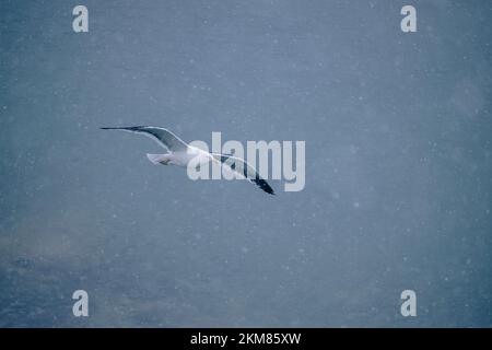 Wir schauen auf die Kelp Gull, die gegen einen bewölkten Himmel in der Antarktis fliegt. Stockfoto