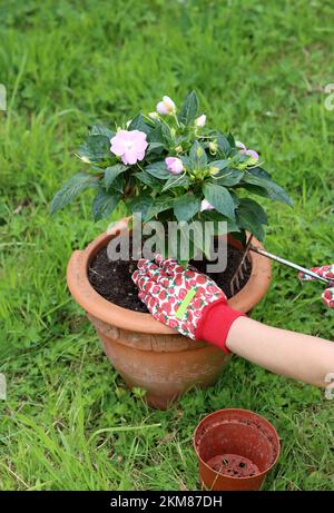 Gärtnerin arbeitet mit Pflanzen. Nahaufnahme von Topfpflanzen, Händen und Gartengeräten. Stockfoto