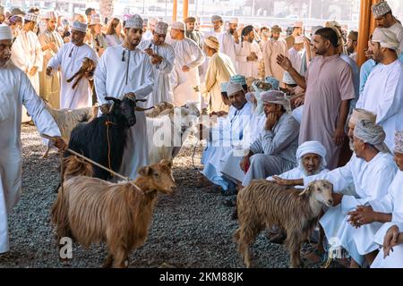 NIZWA, OMAN - 18. NOVEMBER 2022: Nizwa-Ziegenmarkt. Traditioneller Tierbasar in Nizwa, Oman. Stockfoto