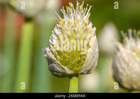 Knoblauchblüte im Sommer, Saatgut für eine neue Knoblauchernte Stockfoto