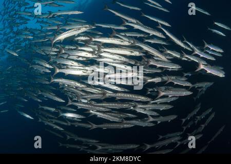 Barracuda-Schule über dem Korallenriff Stockfoto