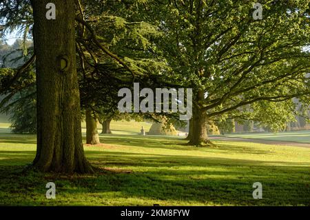 Baum Landschaft Stockfoto