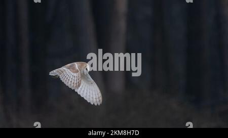 Scheuneneule (Tyto alba) in der Dämmerung, Norfolk, Großbritannien. Stockfoto