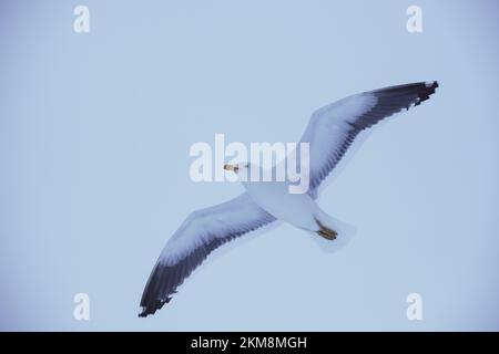 Eine Kelp Gull fliegt gegen einen bewölkten Himmel in der Antarktis. Stockfoto